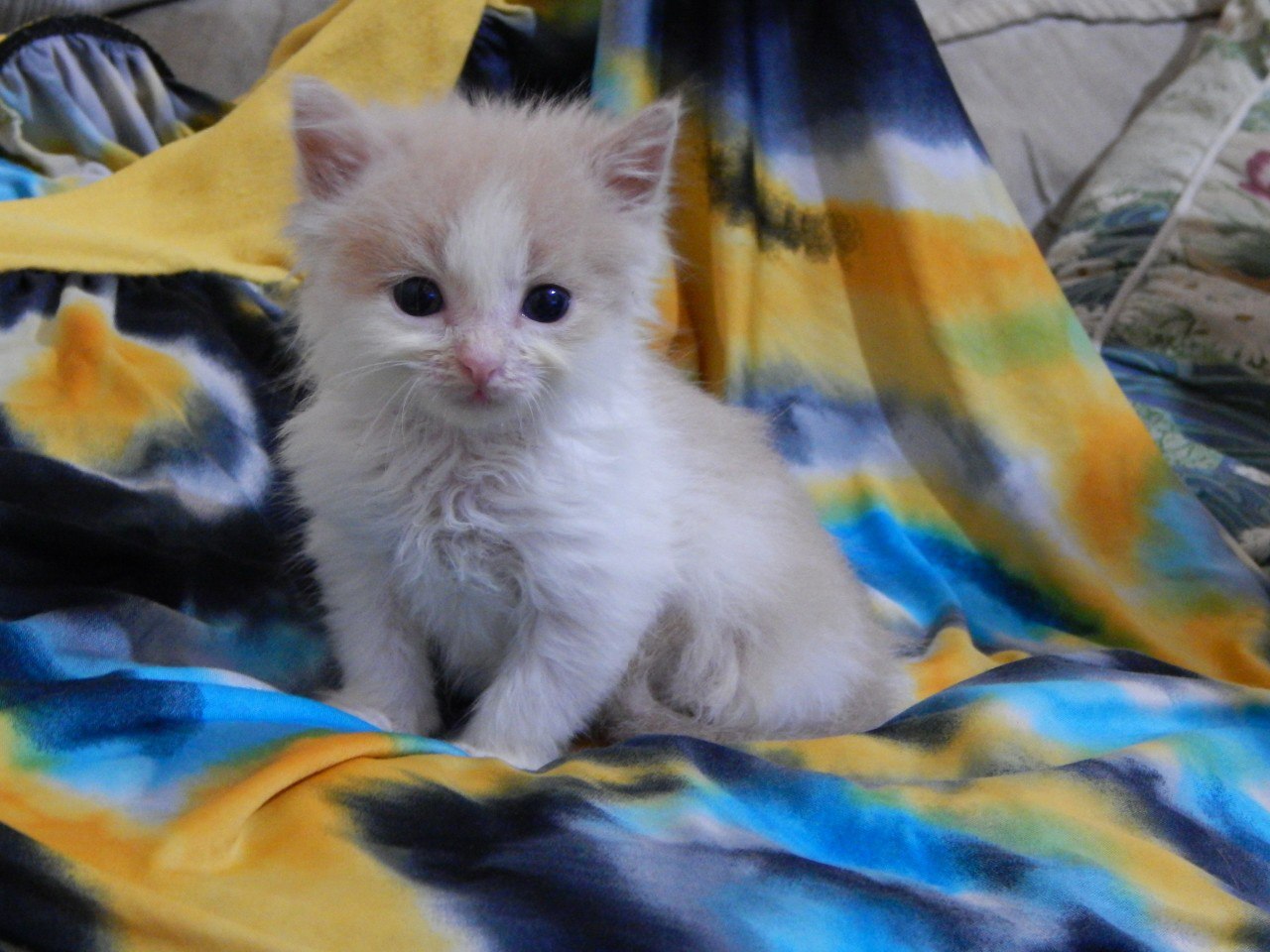 Котята не двигались, и я сначала подумала, что уже поздно, но... Котята не двигались, и я сначала подумала, что уже поздно, но...
