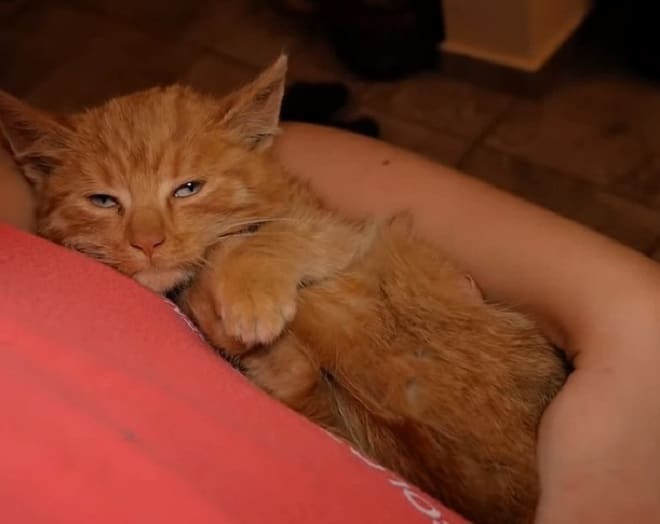 Котенок на руках Котенок засыпает