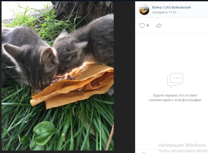 Серые котята для добрых рук