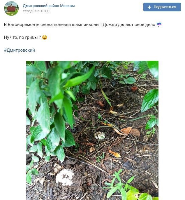 В парке «Вагоноремонт» выросли шампиньоны