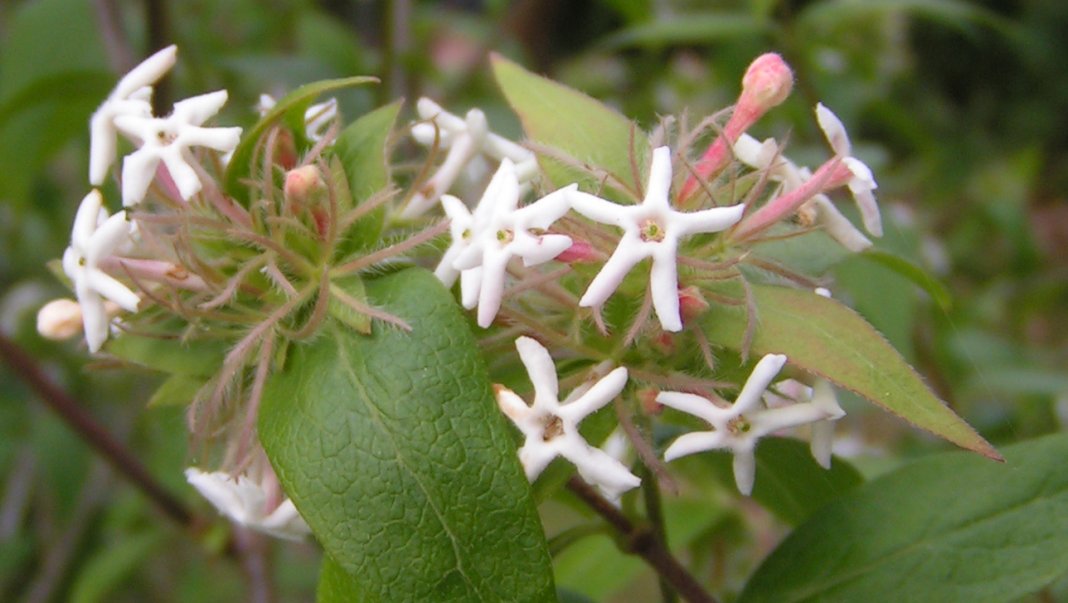 Абелия трехцветковая (Abelia triflora) Абелия трехцветковая (Abelia triflora)