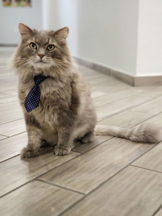 Очаровательные котейки Очаровательные котейки