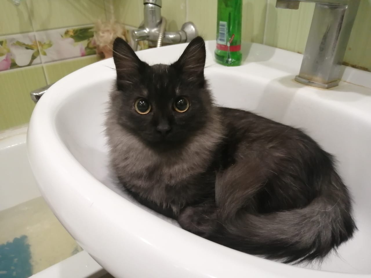 помощь коту кот в раковине