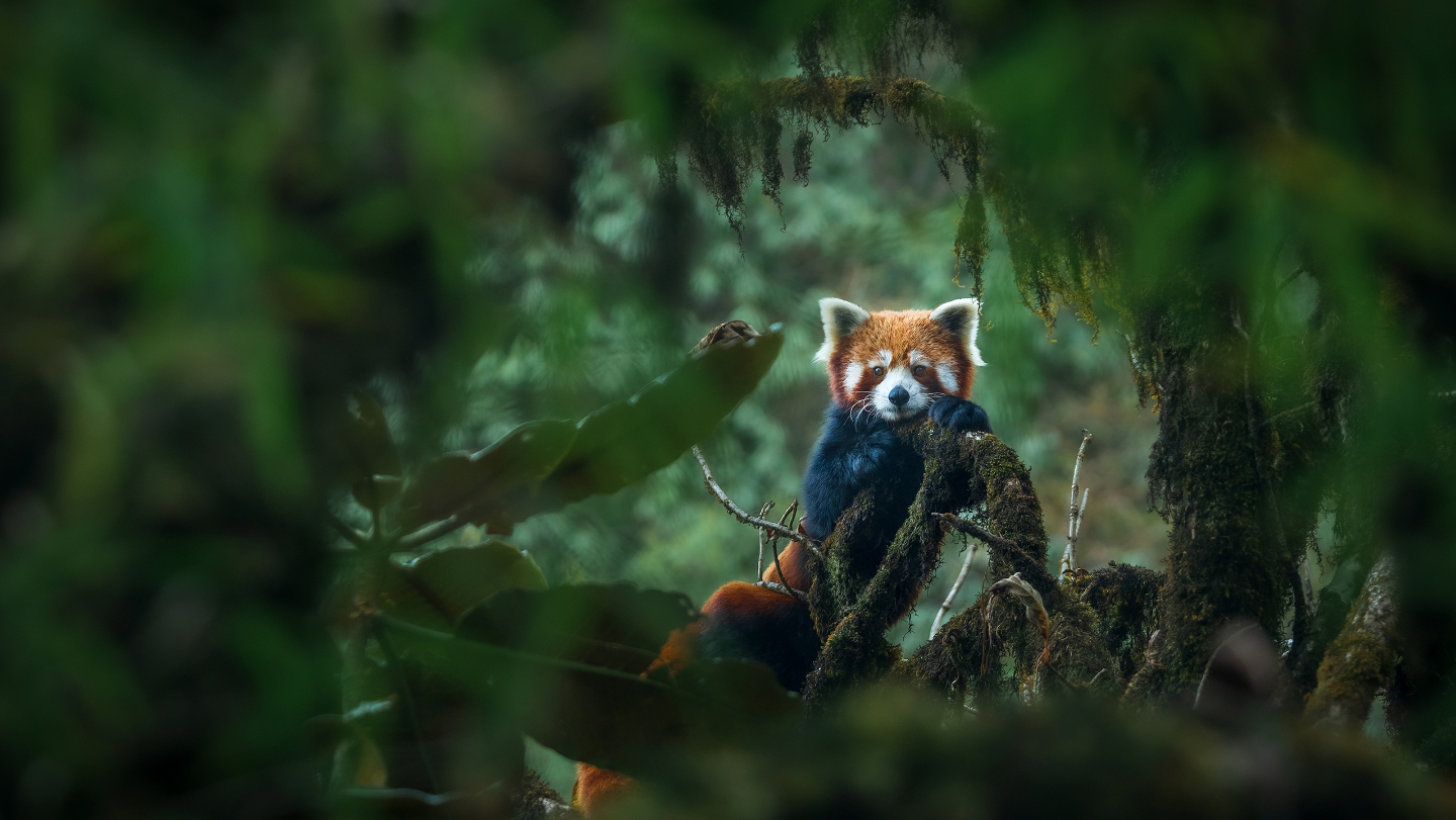 Гималайская красная панда