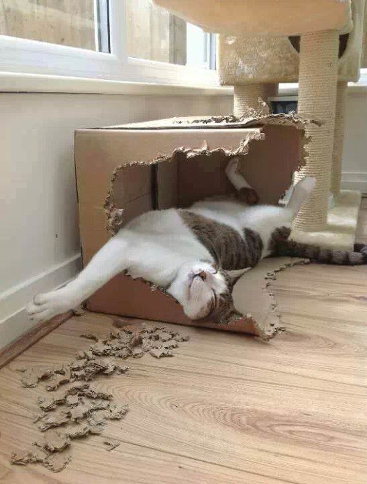 Животные, которые знают, как провести выходные) Животные, которые знают, как провести выходные)
