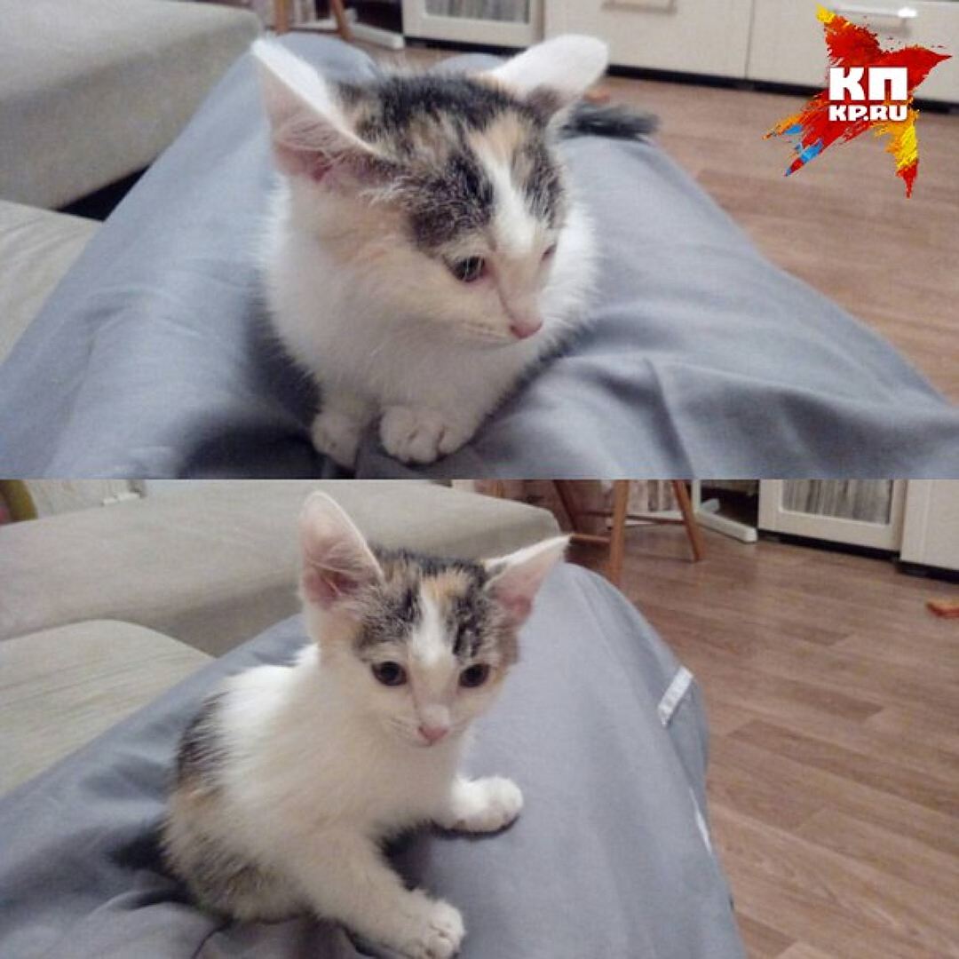 Новосибирец, спасший на оживленной трассе котенка: Это оказалась девочка, назвали Анфисой...