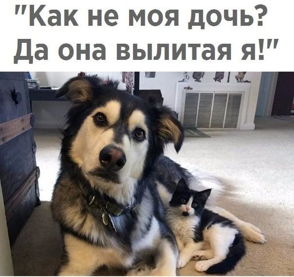 Юмор, который заряжает позитивом и щекочет интеллект