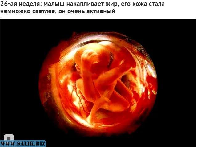 Биогенетический закон «Мюллера-Геккеля » подтверждающий Дарвинизм опровергнут