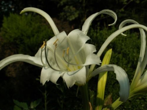 Гименокаллис (Hymenocallis) Гименокаллис (Hymenocallis)