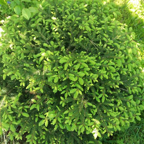 Ель подушкообразная Нидиформис (Picea abies Nidiformis) — мягкость вашего сада Ель подушкообразная Нидиформис (Picea abies Nidiformis) — мягкость вашего сада