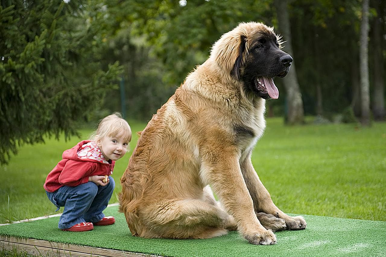 самая большая собака в россии фото