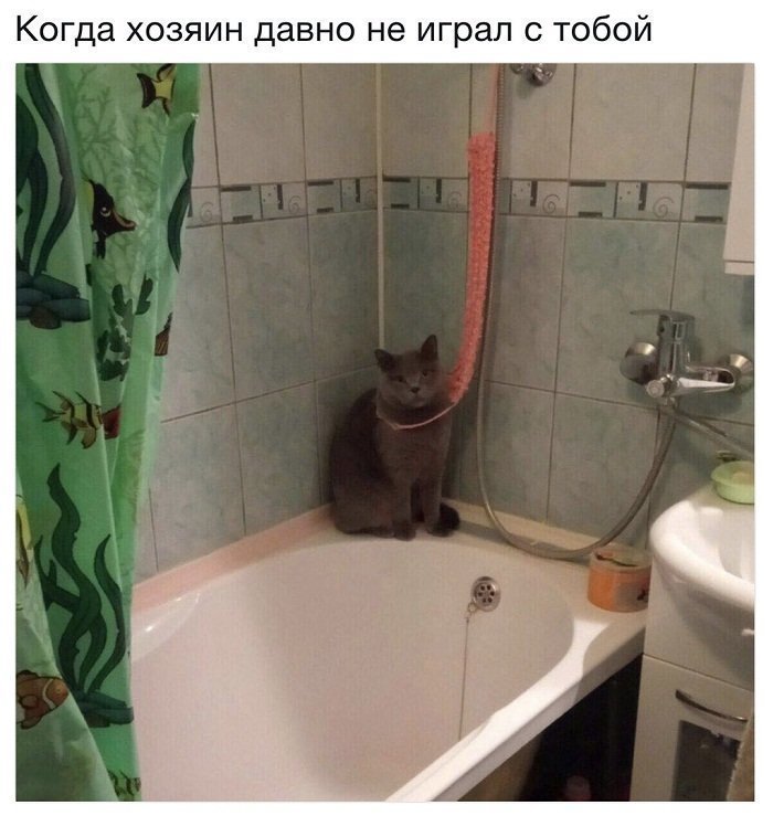 Новая партия искрометных приколов для надрыва животов Новая партия искрометных приколов для надрыва животов