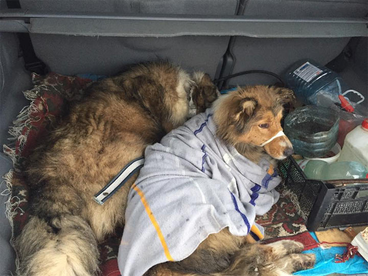 Пес двое суток не отходил от своей травмированной подруги, лежащей прямо на железнодорожных путях... Пес двое суток не отходил от своей травмированной подруги, лежащей прямо на железнодорожных путях...