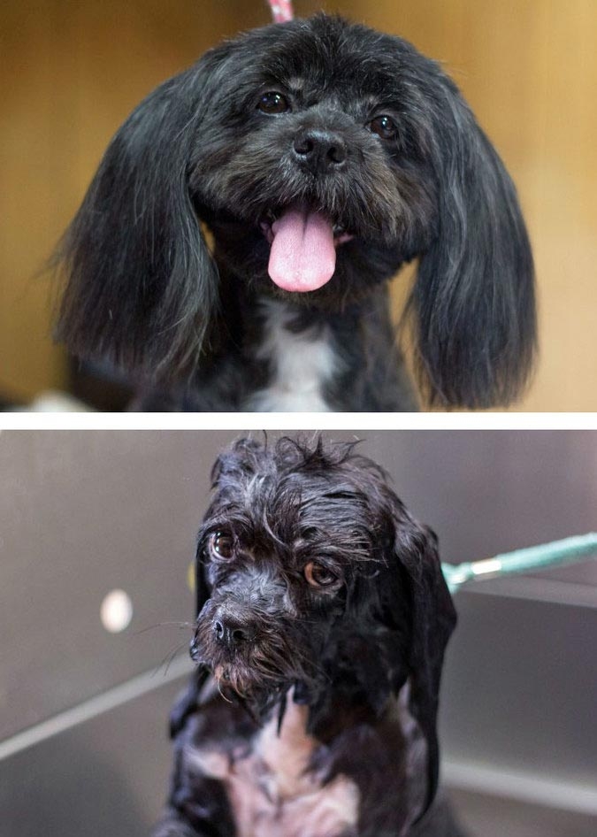 животных до и после принятия ванной, животные до и после купания