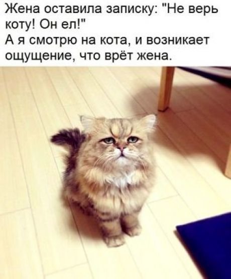 Звериный позитив. Звериный позитив.
