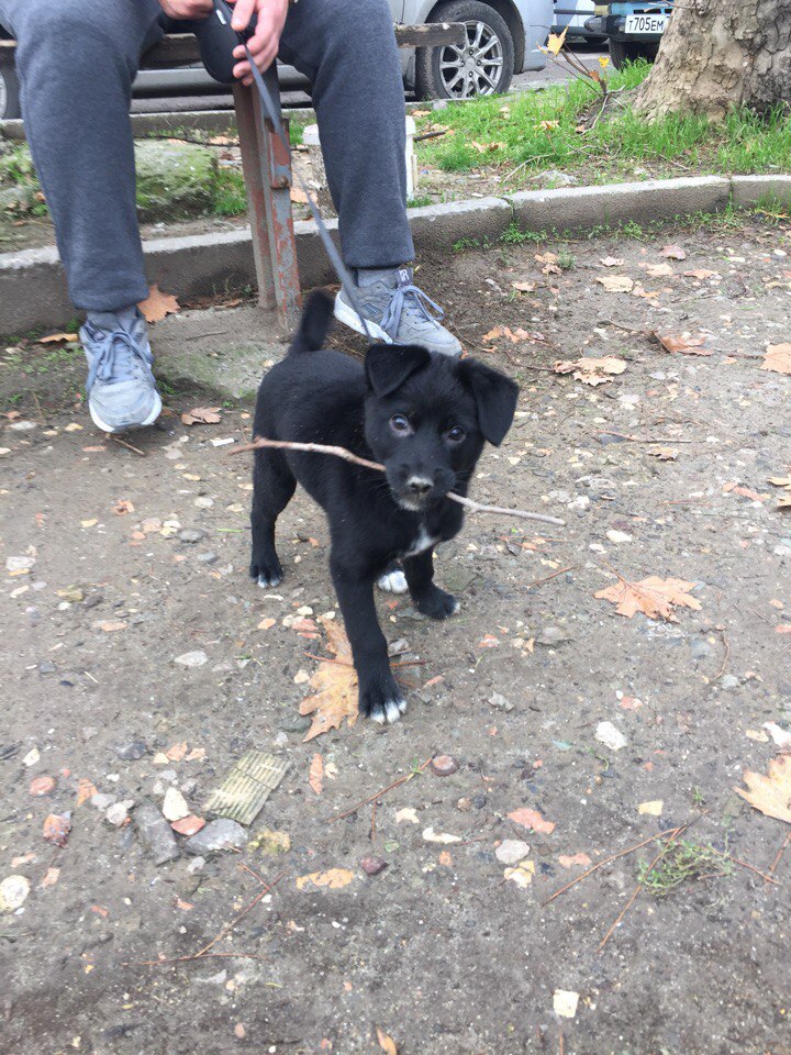 Он принес домой маленькое, мокрое, грязное чудо, которое дрожало от холода Он принес домой маленькое, мокрое, грязное чудо, которое дрожало от холода