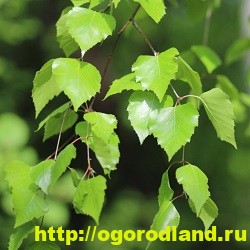 Ароматерапия. Подушка с травами для сна своими руками