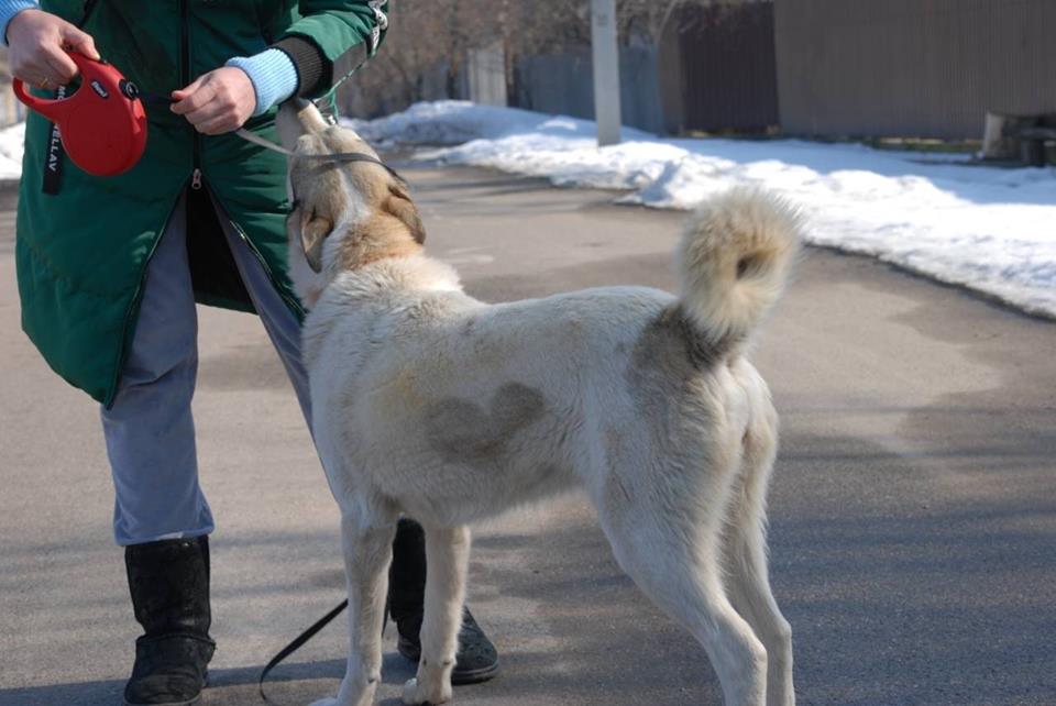 Лайка «Меховое Сердечко» появилась на городском рынке… Она серьёзно больна, но уже поправляется