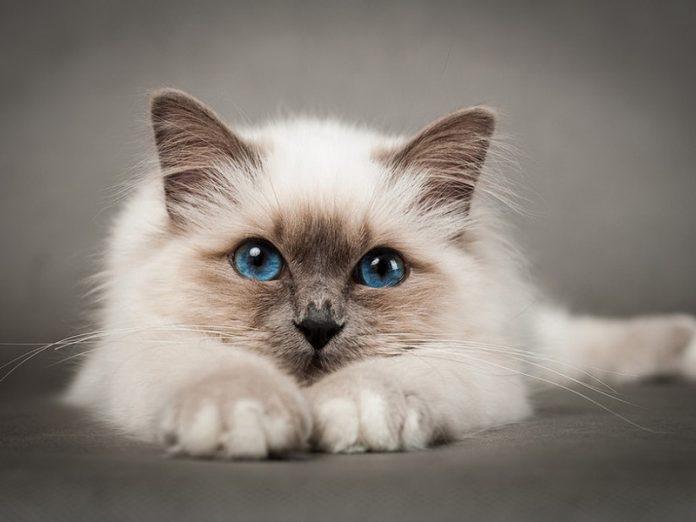 Котик настойчиво решил остаться у себя дома! Котик настойчиво решил остаться у себя дома!