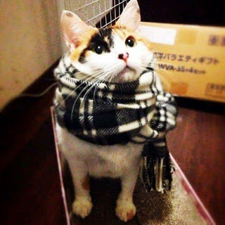 Ледяные лапы