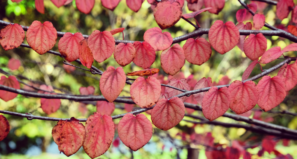 Карамельное дерево