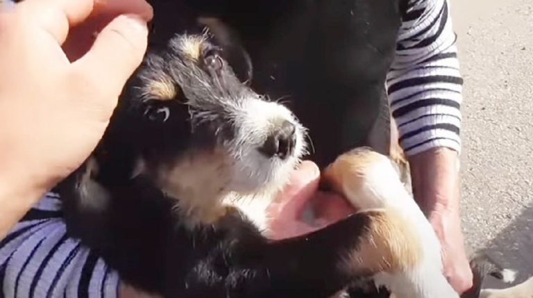 doggy 12022020 doggy
