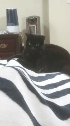 Безумные коты, которые плевать хотели на ваш авторитет)) Безумные коты, которые плевать хотели на ваш авторитет))