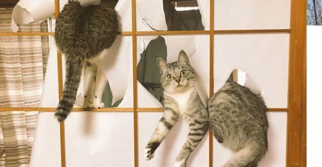 Без кота и жизнь не та: подборка фото питомцев, застуканных на месте преступления