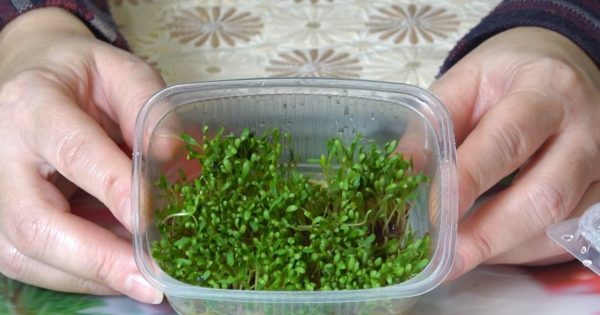 Свежий салат на подоконнике за 12 дней! Курильщикам и онкобольным употреблять каждый день обязательно.