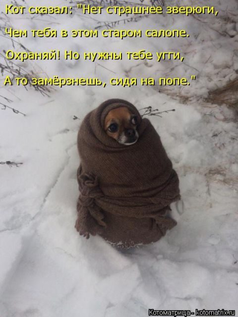 Самые свежие котоматрицы )) Самые свежие котоматрицы ))