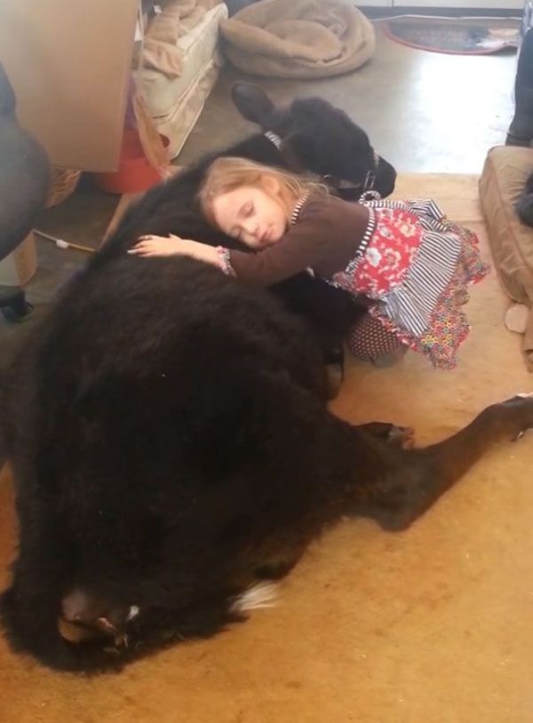 Эта симпатичная 5-летняя девочка привела домой весьма неожиданного гостя девочка привела домой теленка, теленок в доме