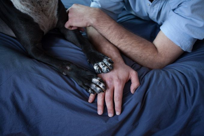 животные, отношения, люди, приют