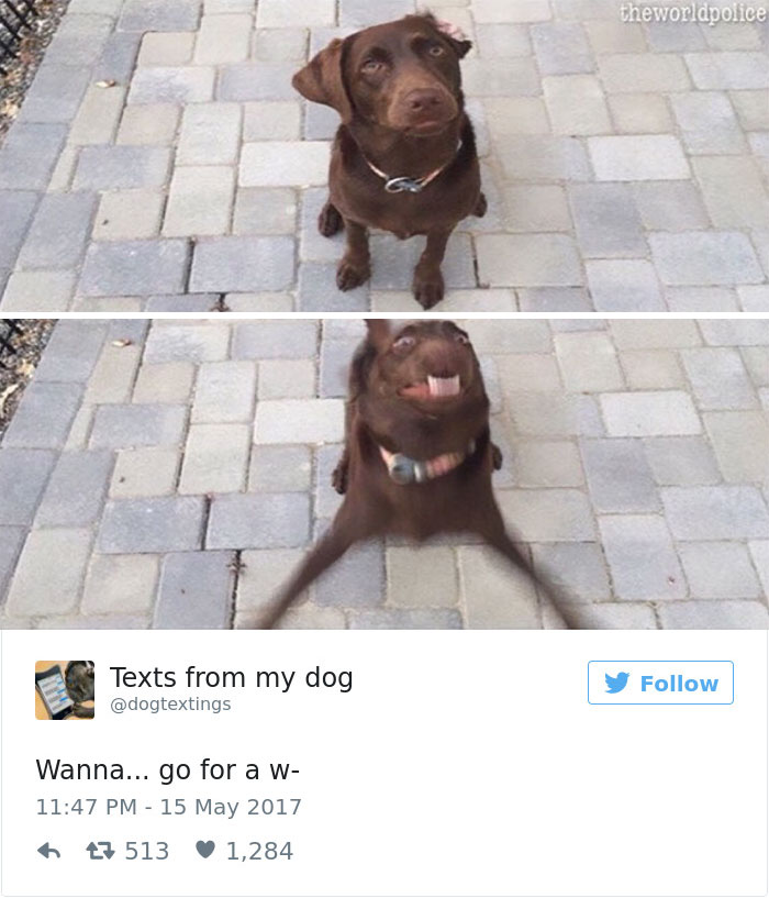 Dog Tweets