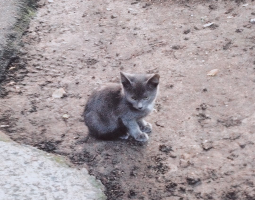 Сначала пропала кошка, затем один котёнок...Пожалуйста, помогите! Сначала пропала кошка, затем один котёнок...Пожалуйста, помогите!