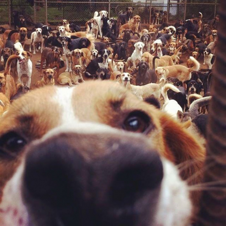 Самый настоящий Собачий Рай Самый настоящий Собачий Рай