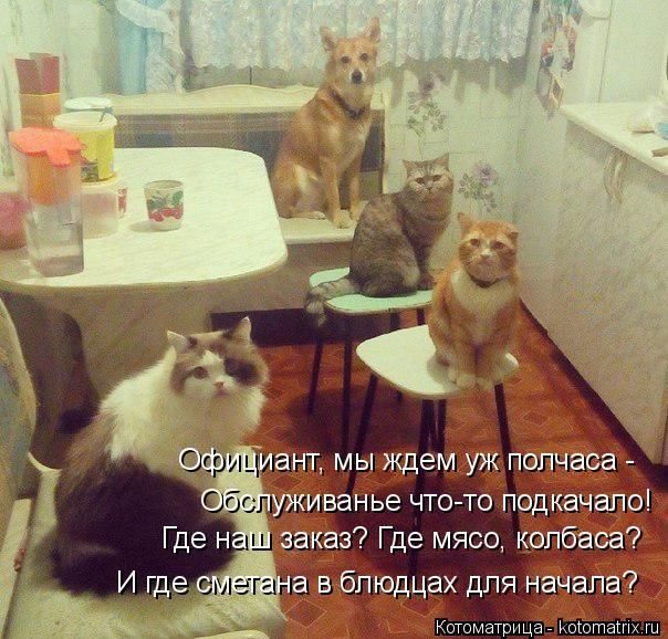 Лучшие котоматрицы за прошедшую неделю)) Лучшие котоматрицы за прошедшую неделю))