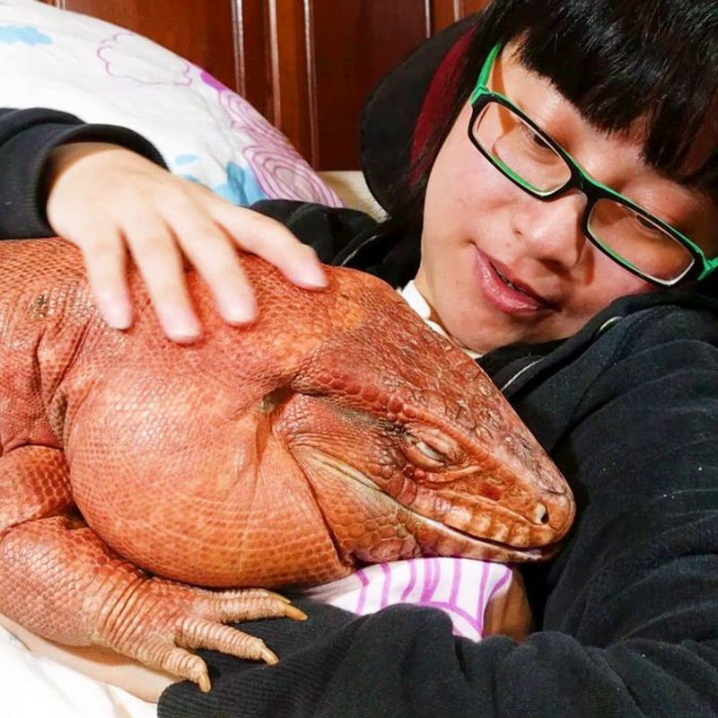 Это МакГайвер - 4-летний аргентинский красный тегу Это МакГайвер - 4-летний аргентинский красный тегу