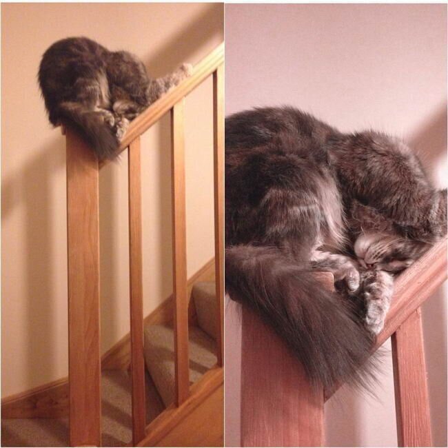 И где только не спали еще кошки и коты И где только не спали еще кошки и коты
(15 фото)