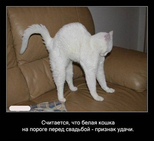 Интересные факты о кошках в картинках Интересные факты о кошках в картинках