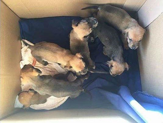 Муж с женой нашли в лесу коробку с надписью «пристрелить». Содержимое привело их в шок Муж с женой нашли в лесу коробку с надписью «пристрелить». Содержимое привело их в шок