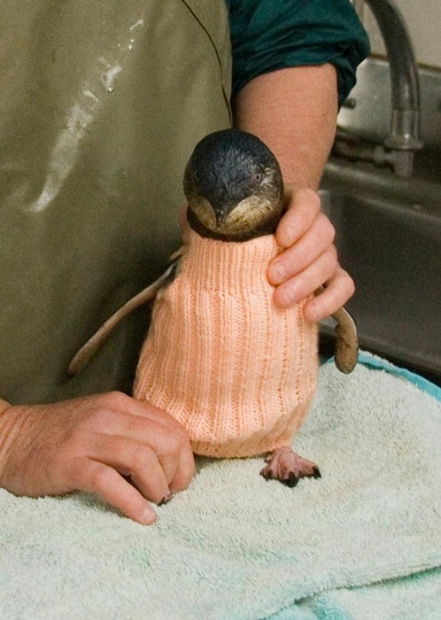 Пингвин в свитере.