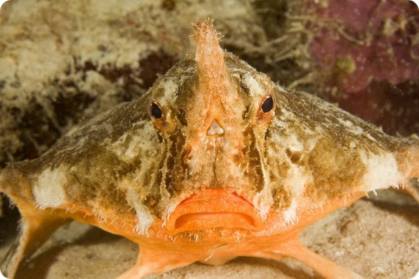 Морской нетопырь (лат. Ogcocephalus) Морской нетопырь (лат. Ogcocephalus)
