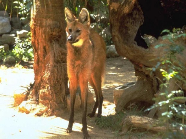 Гривастый или гривистый волк (лат. Chrysocyon brachyurus) (англ. Maned wolf)