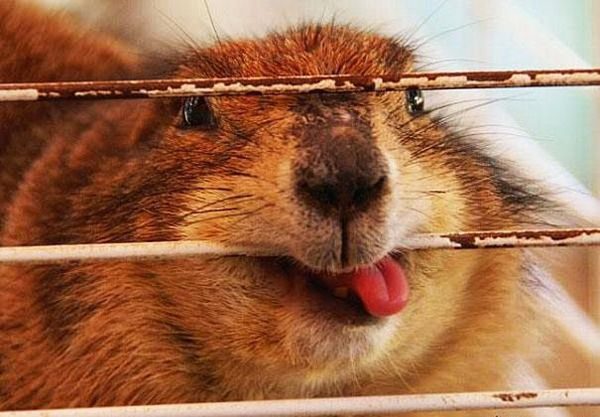 Собаки и котЯки языкомдразняки+ один жираф и еще по мелочи... Собаки и котЯки языкомдразняки+ один жираф и еще по мелочи...