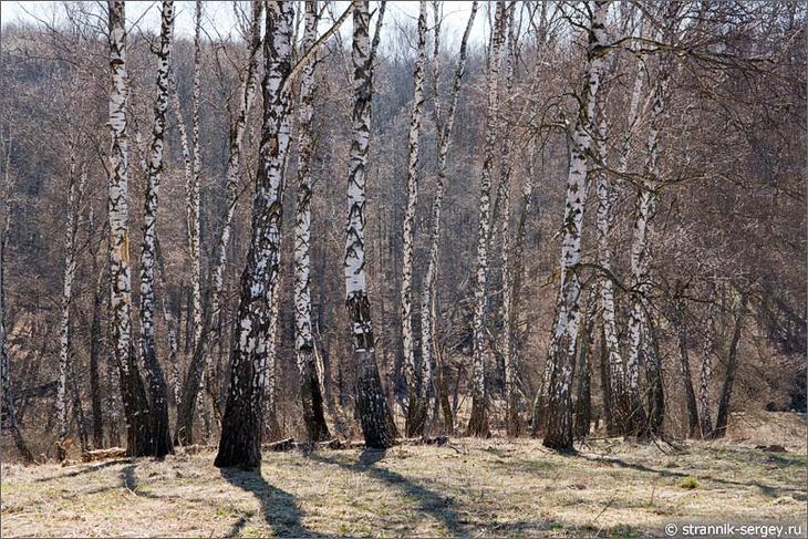 Прогулка по апрелю Прогулка по апрелю