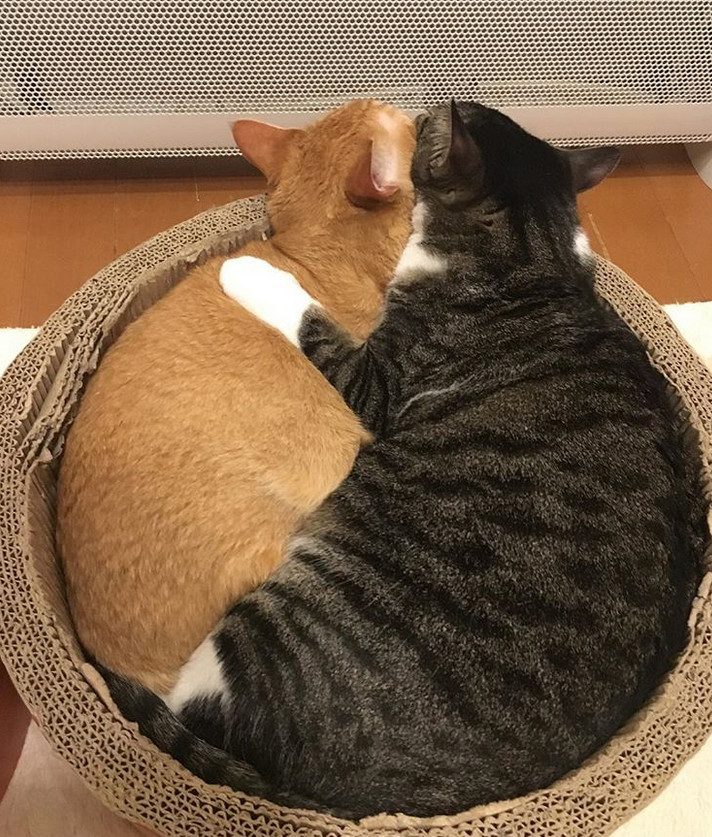 Животные, которые вам помогут подзарядиться позитивом и отдохнуть душой) Животные, которые вам помогут подзарядиться позитивом и отдохнуть душой)