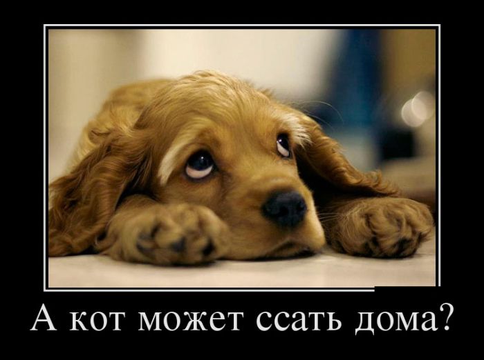 Демотиваторы - 936 Демотиваторы - 936