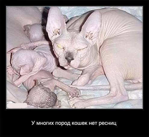 Интересные факты о кошках в картинках Интересные факты о кошках в картинках