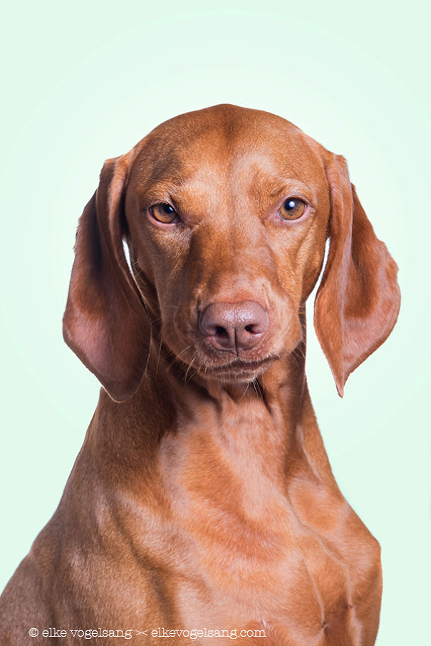 Эти выразительные собачьи морды Эти выразительные собачьи морды