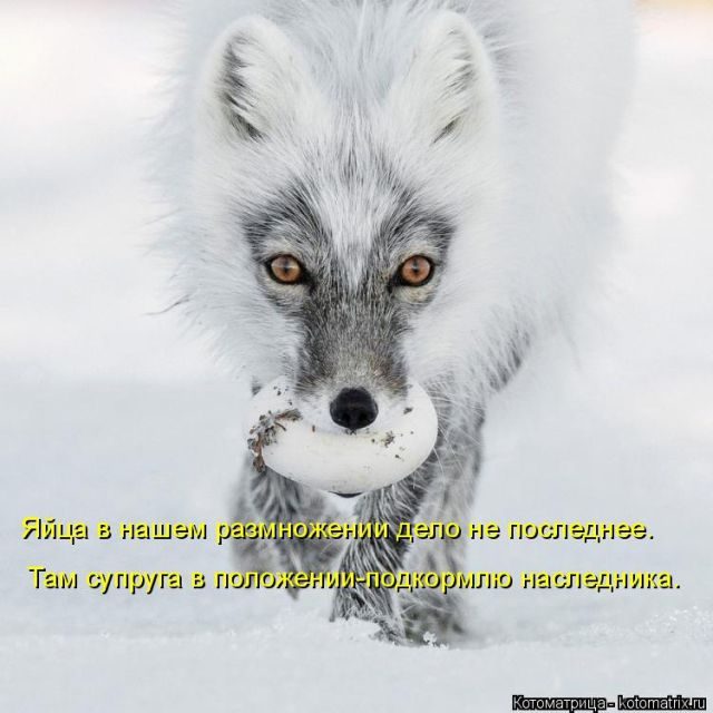 Лучшие котоматрицы за прошедшую неделю)) Лучшие котоматрицы за прошедшую неделю))